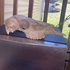 Cleaned Defleshed Whitetail Doe Skull Taxidermy Oddities Nature Science Cabin